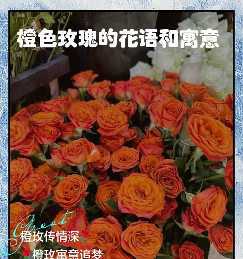 红玫瑰的花语与寓意（探索红玫瑰的含义与象征）
