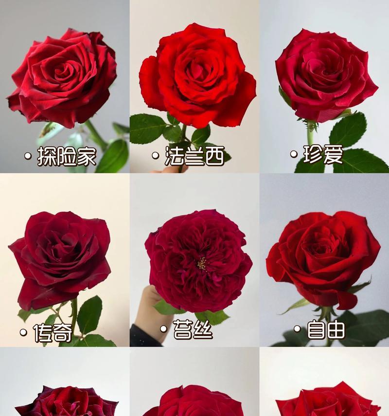 红玫瑰的花语与寓意（探索红玫瑰的含义与象征）