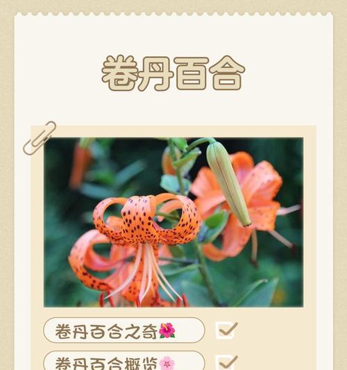 竹叶百合花语——追寻纯洁与希望的象征（探寻竹叶百合的花语和寓意）