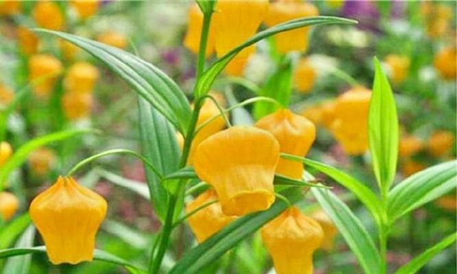 竹叶百合花语——追寻纯洁与希望的象征（探寻竹叶百合的花语和寓意）