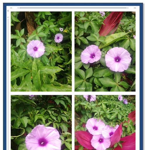牵牛花花语揭示的深层含义（探索牵牛花的种种花语及背后的秘密）