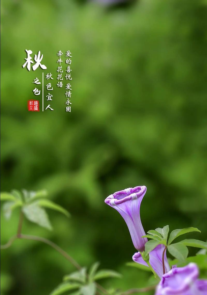 牵牛花花语揭示的深层含义（探索牵牛花的种种花语及背后的秘密）