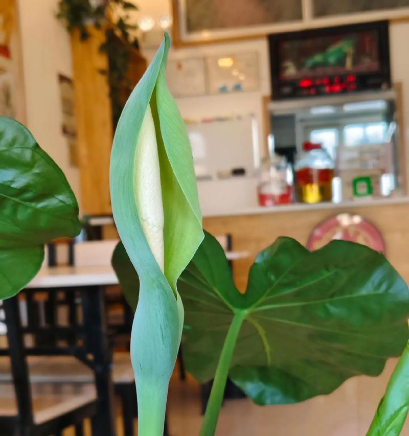 滴水观音，花开佛国（花语与生命的启示）