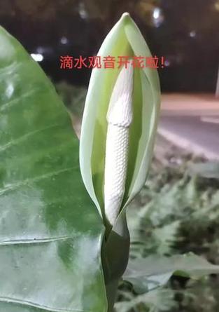 滴水观音，花开佛国（花语与生命的启示）