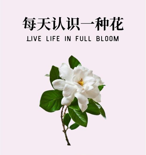 向日葵的象征意义（探寻向日葵在文化和心理层面的象征）