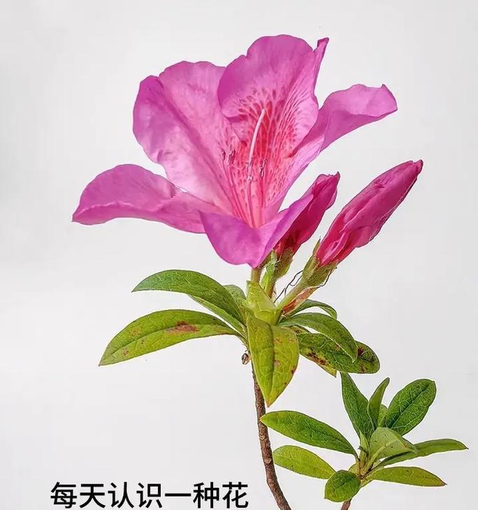 杜鹃花的寓意和象征风水（探寻杜鹃花的美与吉祥）