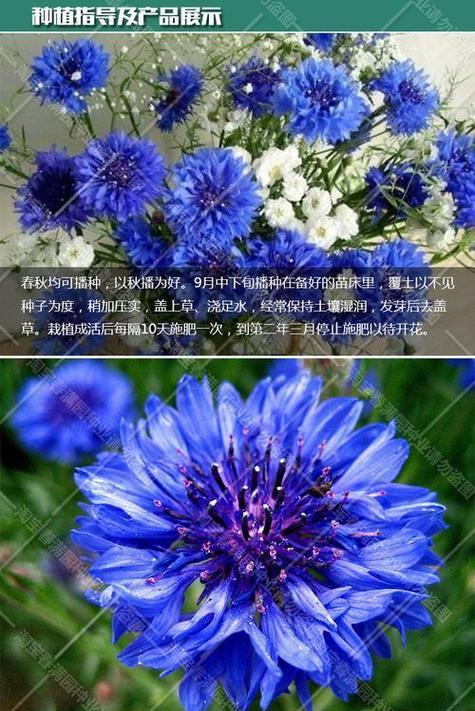 矢车菊花语揭示的七种颜色的意义（探索矢车菊每个颜色的花语）
