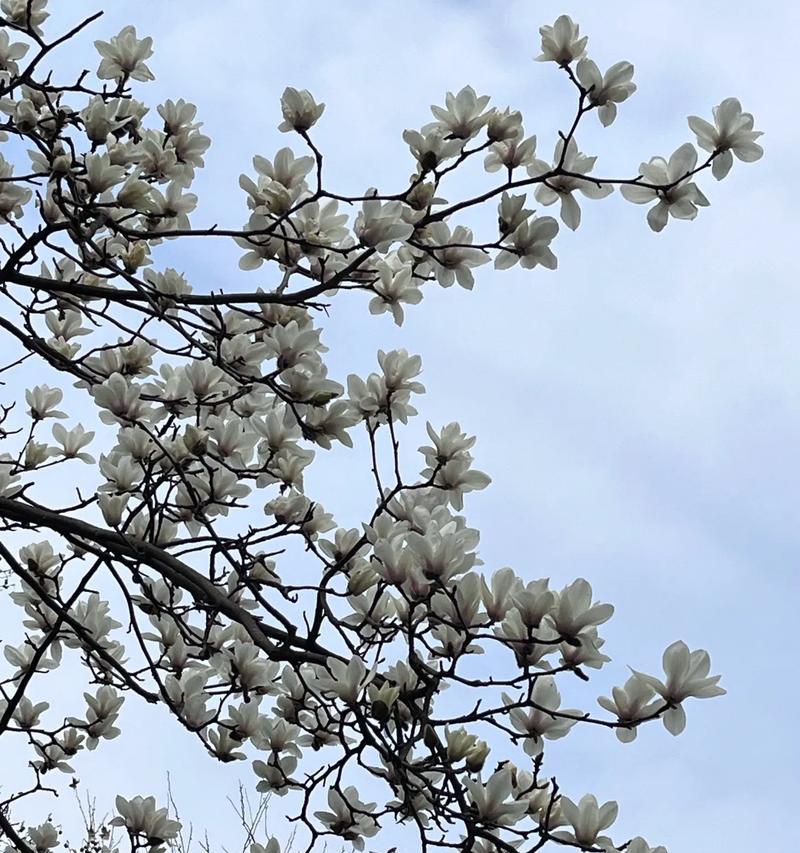 放手的花语——牵牛花的含义（告别束缚）