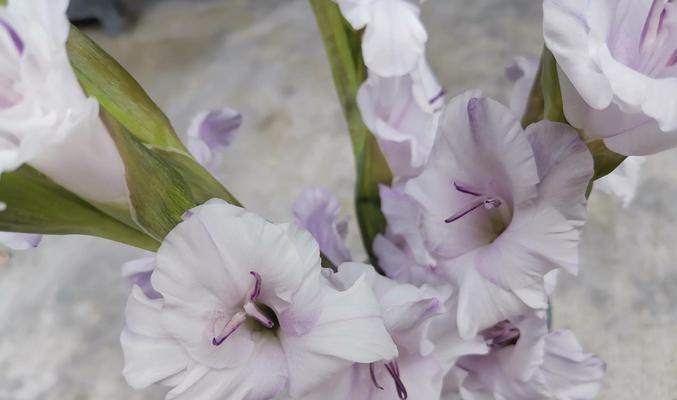 黑牡丹花语——深情神秘的花海（探寻黑牡丹的花海奥秘）