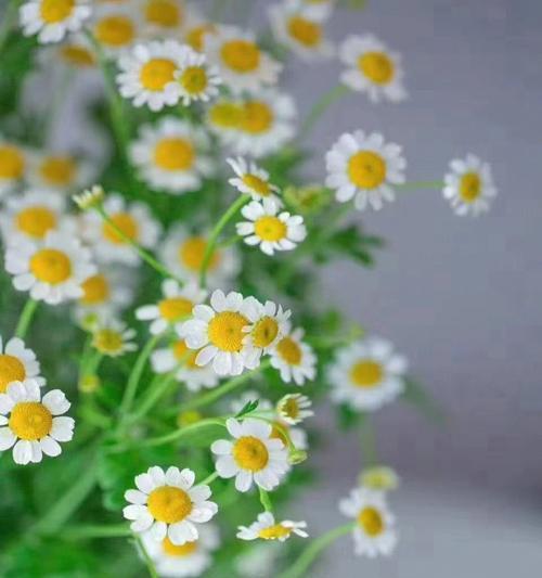 小邹菊花的传说与花语之谜（揭秘小邹菊花神秘的象征意义与相关传说）