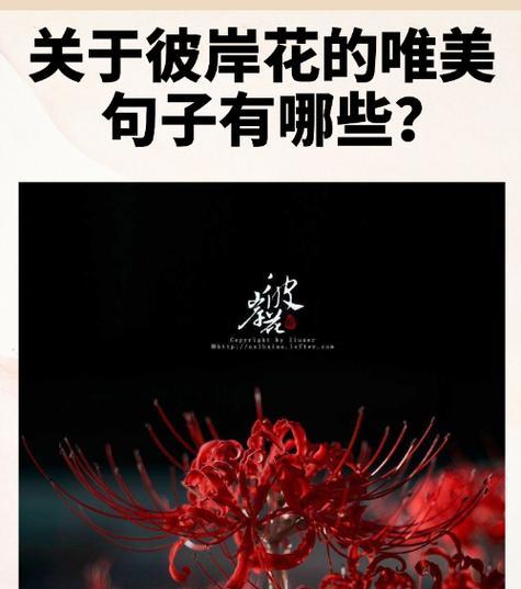 彼岸花（探索彼岸花的寓意和文化内涵）