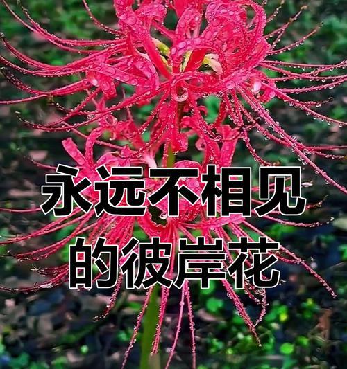 彼岸花（探索彼岸花的寓意和文化内涵）