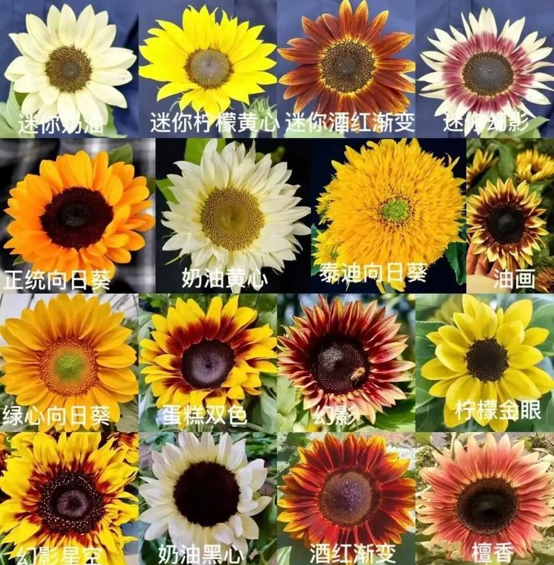 以太阳花的寓意与花语（探寻以太阳花所传达的愉悦与希望）