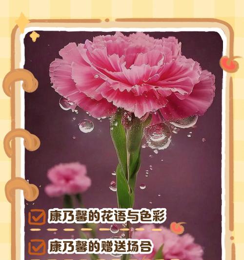 康乃馨的丰富颜色与其象征意义（从纯白到深红）