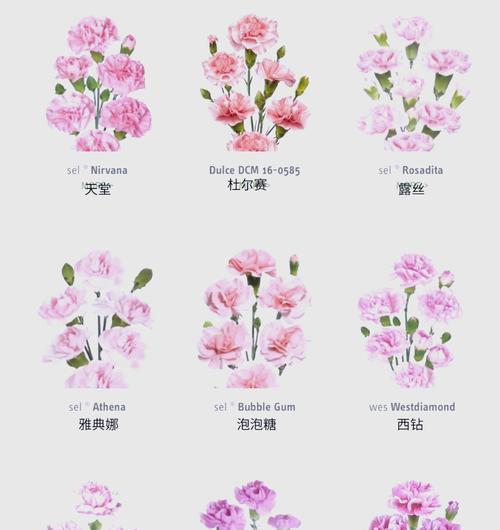 康乃馨的丰富颜色与其象征意义（从纯白到深红）