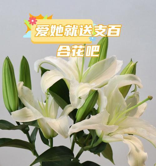 永恒的花语——以百合花为主题的探索（百合花语的深意与象征）