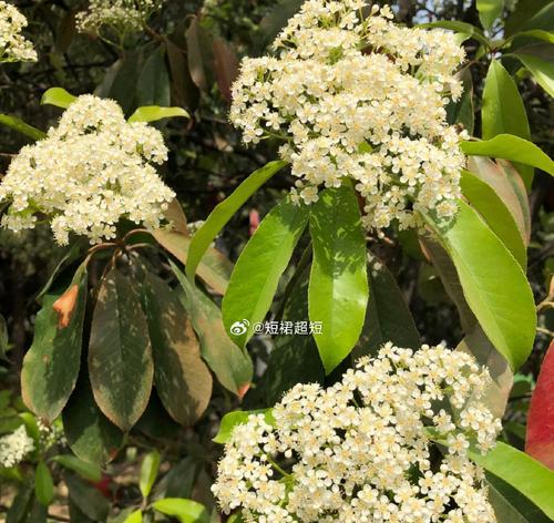 石楠花的花语是什么（解读石楠花的象征意义及寓意）