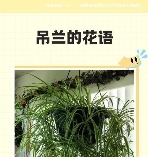 吊兰花——生活中的清新佳人（美丽恬静的吊兰花给你带来的健康和快乐）