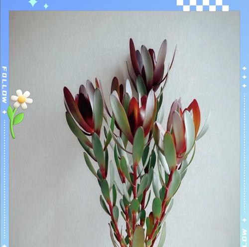 木百合的花语与意义（探寻木百合花语）