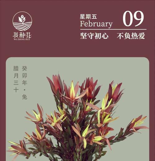 木百合的花语与意义（探寻木百合花语）