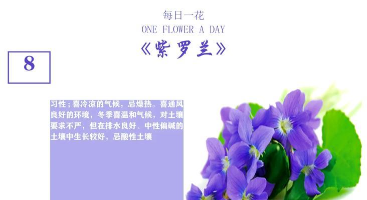 紫罗兰花语的意义及适合送给的人群（传递真挚情感的紫罗兰）