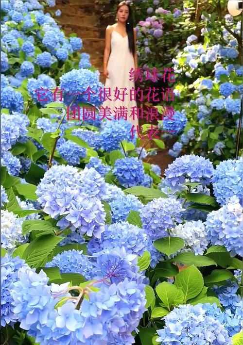 绣球花——爱情的守护使者（浪漫花语与多样品种）