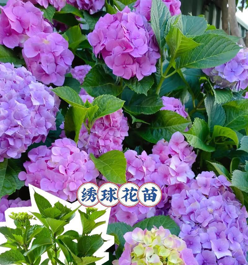绣球花——爱情的守护使者（浪漫花语与多样品种）