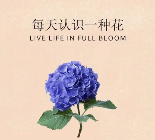 绣球花——爱情的守护使者（浪漫花语与多样品种）