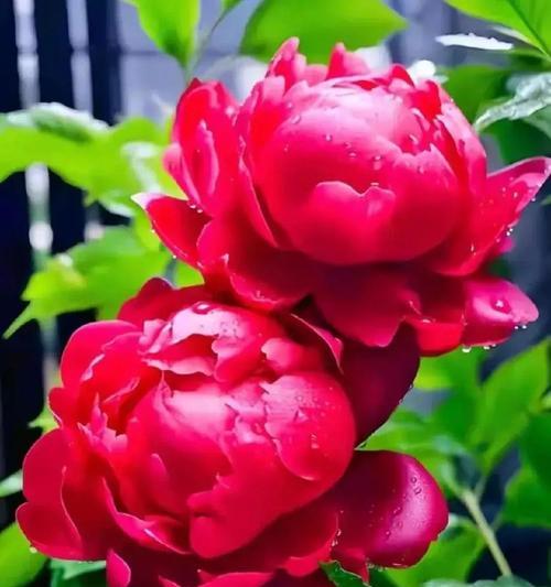 红牡丹（传承千年的瑰丽与力量）