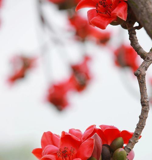 木棉花的花语与寓意（揭开木棉花的花语之谜）