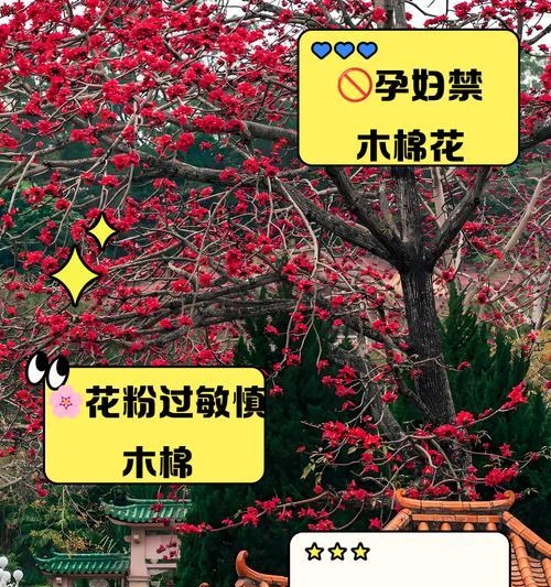 木棉花的花语与寓意（揭开木棉花的花语之谜）