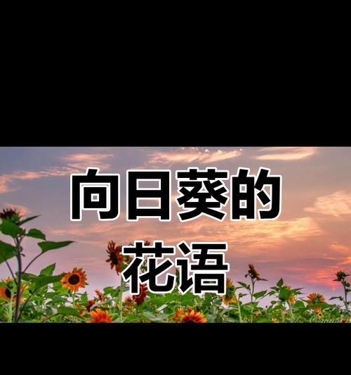 向日葵花的寓意与花语（阳光坚持不懈的力量）