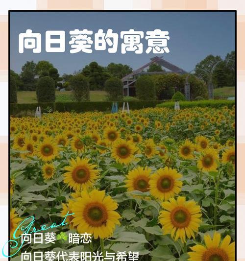 向日葵花的寓意与花语（阳光坚持不懈的力量）