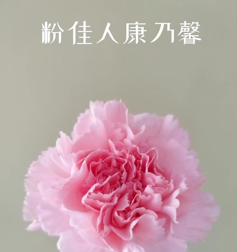 康乃馨花的象征意义——爱与美的化身（探寻康乃馨花背后的深层意义）
