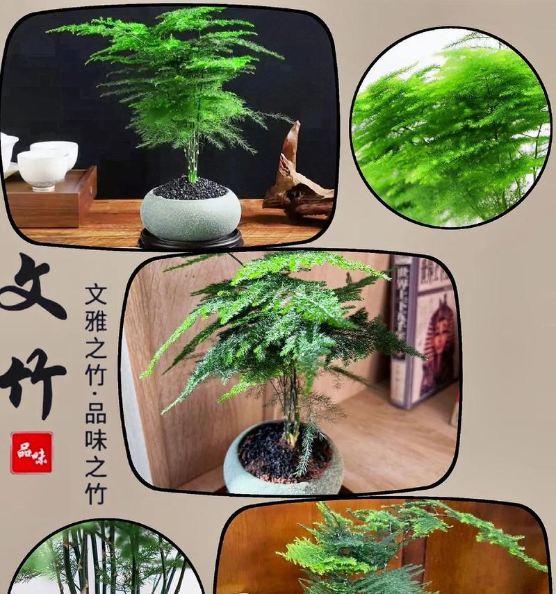 文竹花语与故事——人生如同文竹的成长之路（悦读文竹）