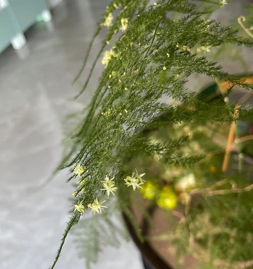 文竹开花寓意与象征意义（解读文竹开花的奇迹与美丽）