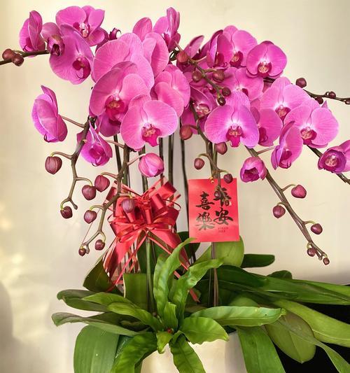 兰花花语的奇妙世界（探索兰花花语的深层含义）