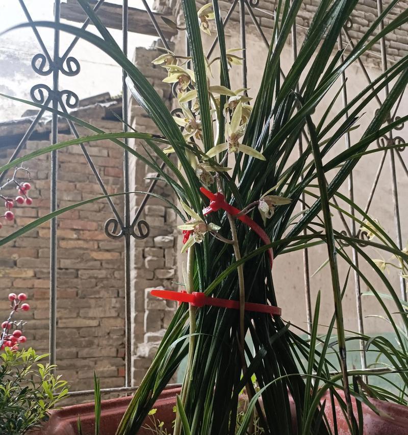 兰花花语的奇妙世界（探索兰花花语的深层含义）