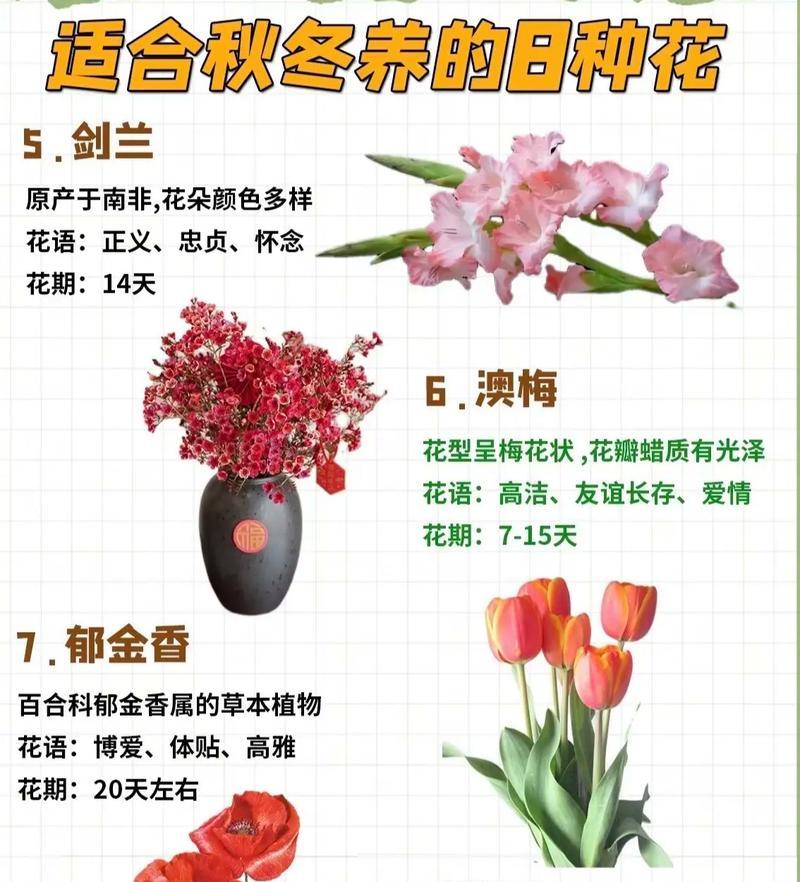 兰花花语的奇妙世界（探索兰花花语的深层含义）