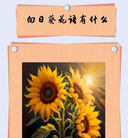 向日葵的花语与寓意（阳光）