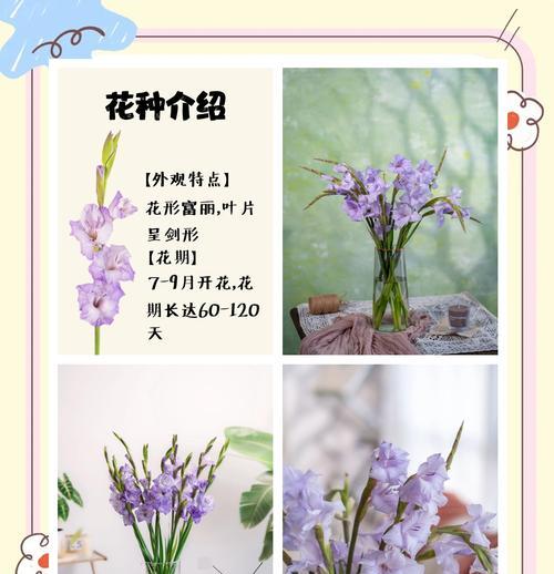 剑兰花语及其意义（解读剑兰花语）