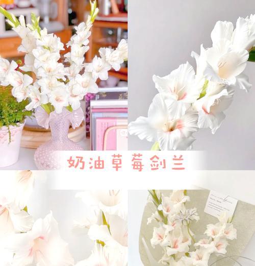 剑兰花语及其意义（解读剑兰花语）
