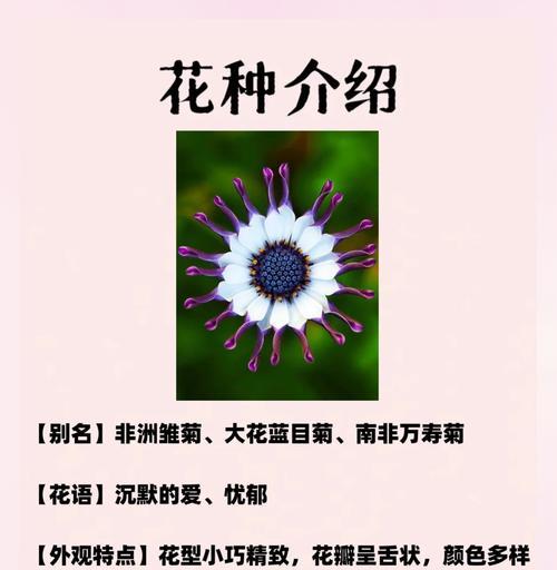 缤纷雏菊之花语（用花语述说心意）