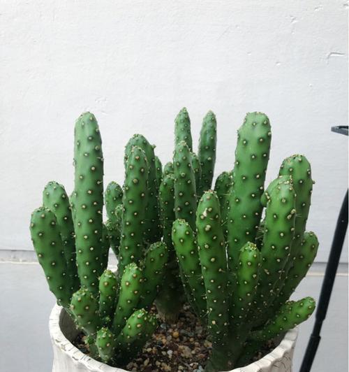 招财寓意的植物——财富之源（以植物为载体）