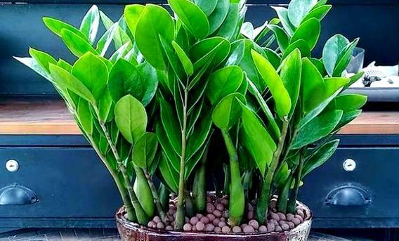 招财寓意的植物——财富之源（以植物为载体）
