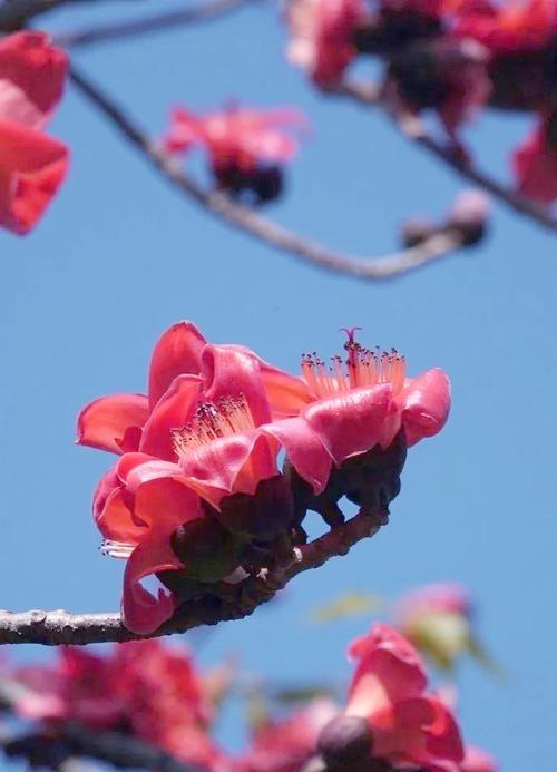 木棉花的寓意象征及其深远意义（探寻木棉花的美丽与内涵）