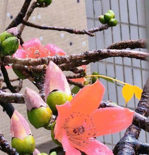 木棉花的寓意象征及其深远意义（探寻木棉花的美丽与内涵）