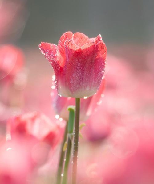 粉色郁金香花语-表达温柔和爱情的象征（绽放在心间的温柔之花）