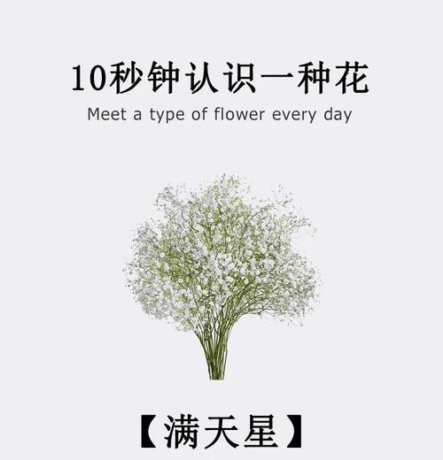 满天星花的象征意义及其美丽之处（探索满天星的寓意与魅力）