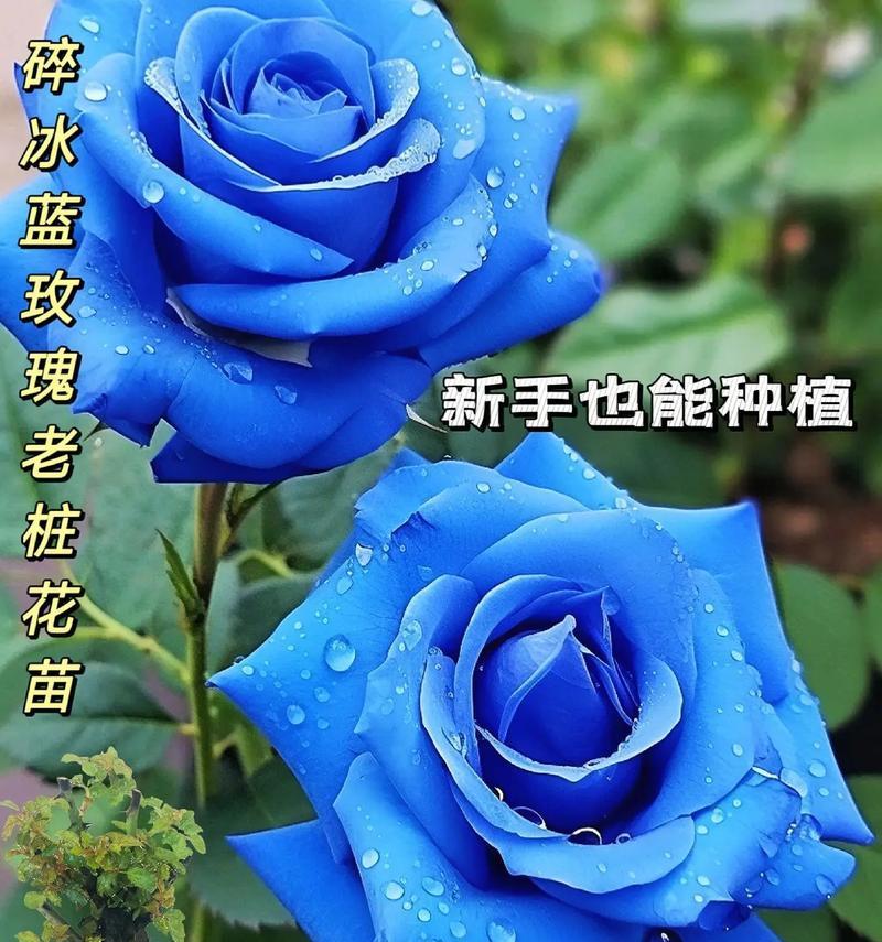 妖姬的蓝色花语（绽放在青葱岁月里的爱与美）